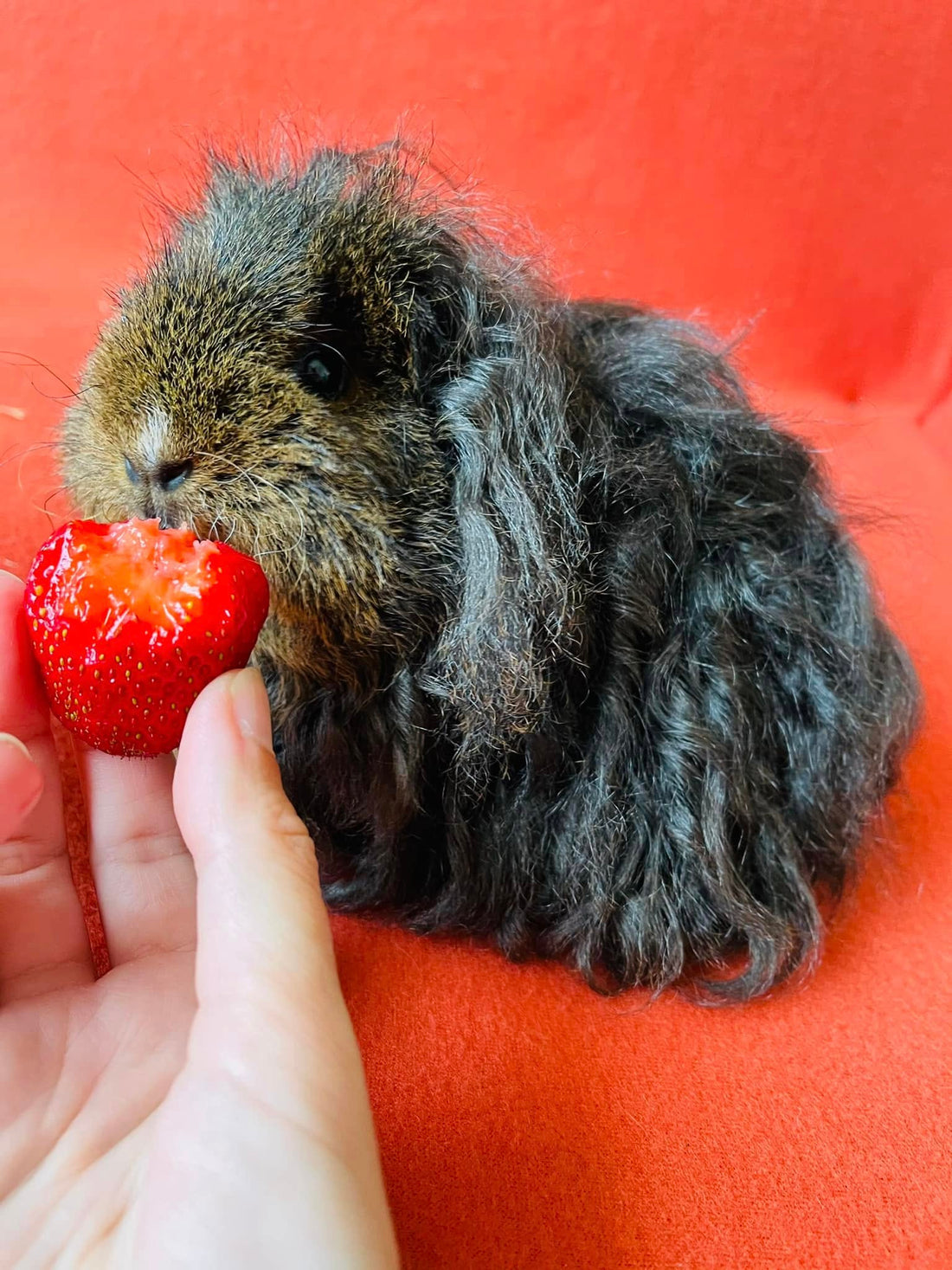 Vitamino C svarba jūrų kiaulytėms