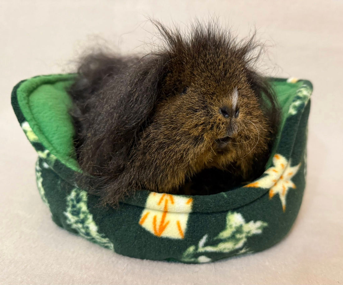 Kaip pasirūpinti jūrų kiaulyte žiemą: šilti guoliukai, maistas ir šeimininko glėbys