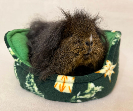 Kaip pasirūpinti jūrų kiaulyte žiemą: šilti guoliukai, maistas ir šeimininko glėbys